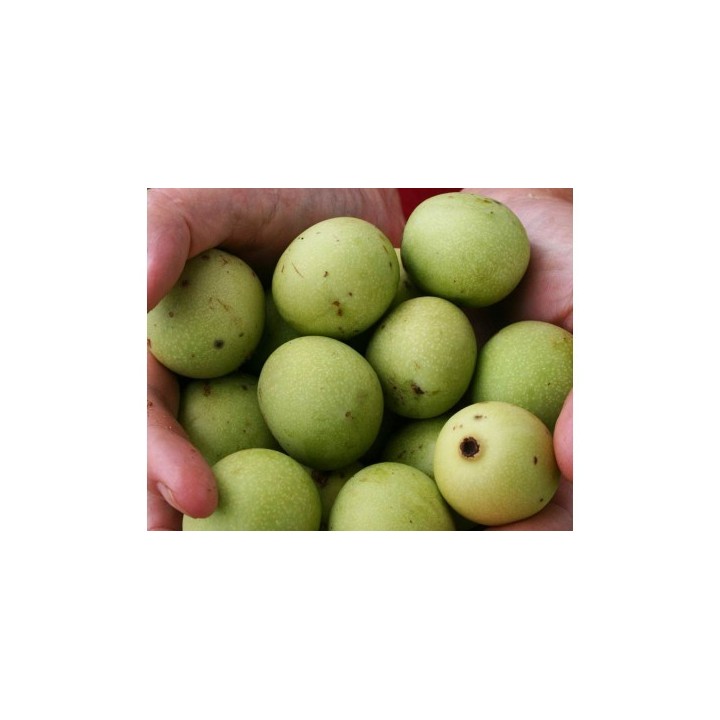 Marula - 1 planta