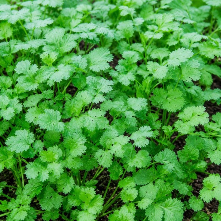 Cilantro (Eco) - Semillas
