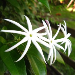 Jazmin Thai - Planta