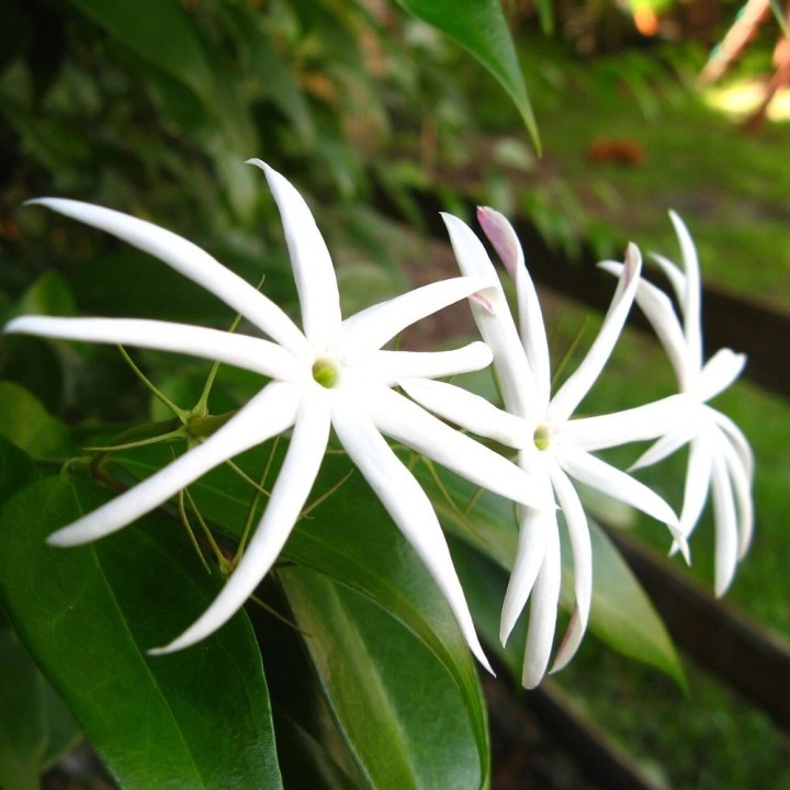 Jazmin Thai - Planta