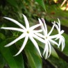 Jazmin Thai - Planta