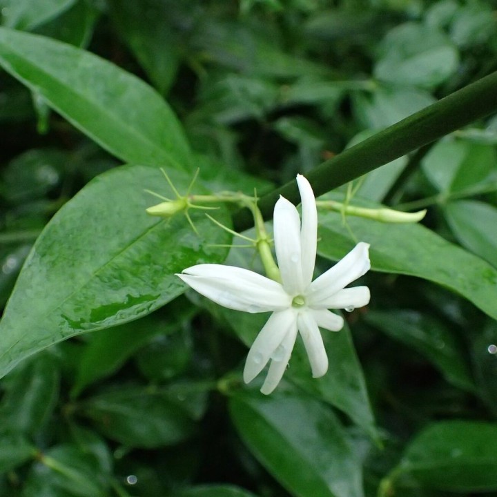 Jazmin Thai - Planta