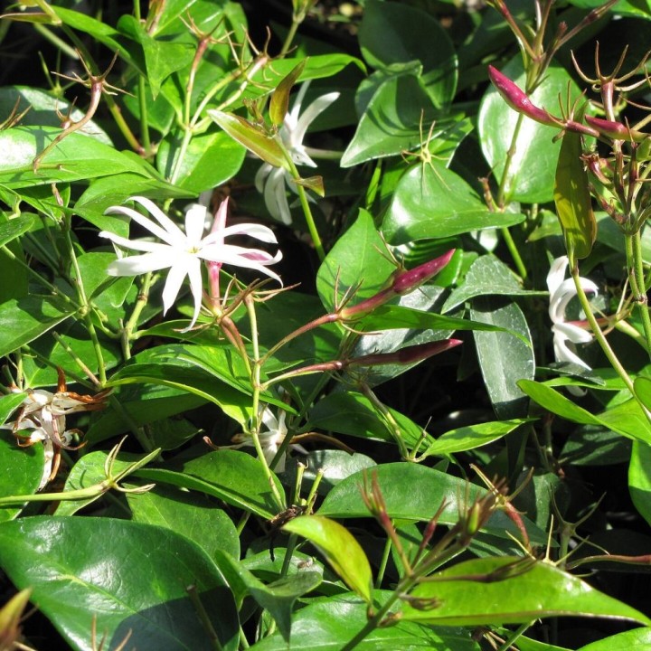 Jazmin Thai - Planta