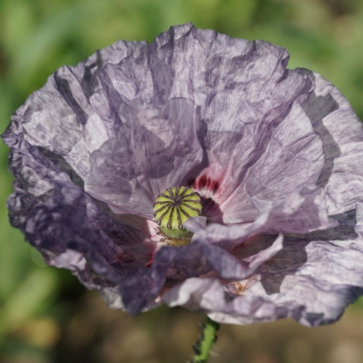 Amapola, Amazing grey - Semillas