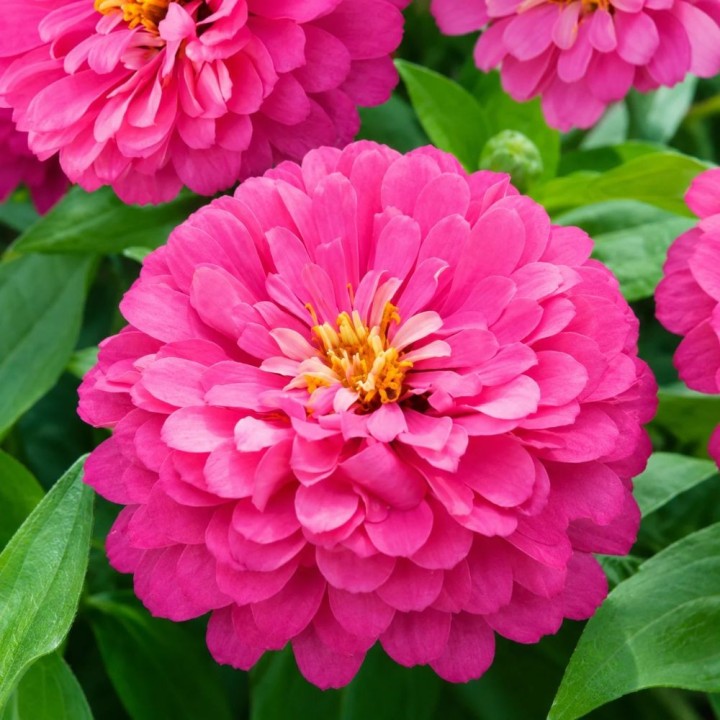Zinnia, Luminosa - Semillas