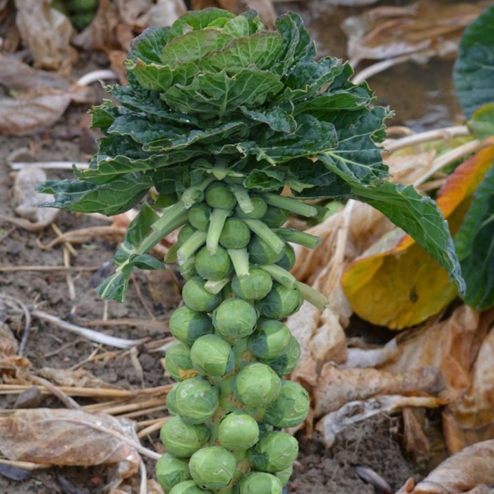 Semillas de Col de Bruselas, coles, brassica gemmifera oleracea