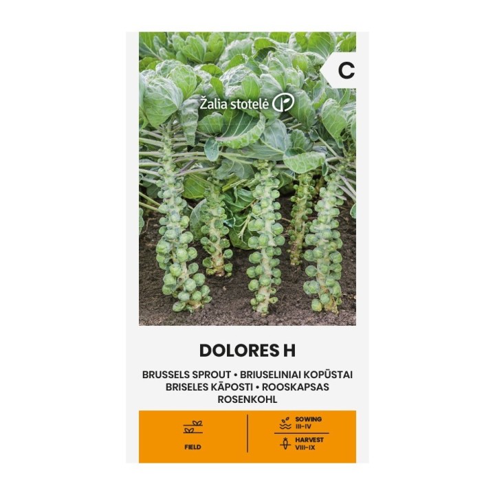Semillas de Col de Bruselas, coles, brassica gemmifera oleracea