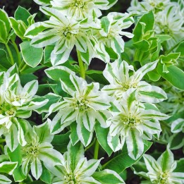 Euforbia, Mountain Snow - Semillas