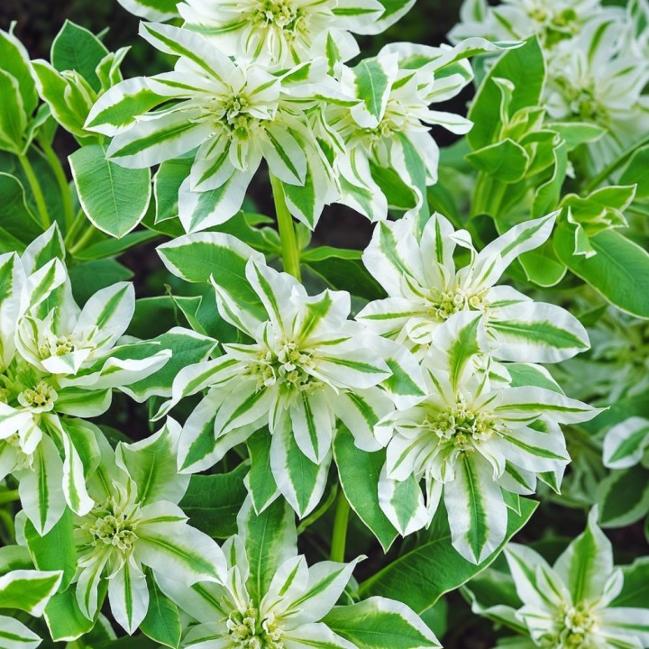 Euforbia, Mountain Snow - Semillas