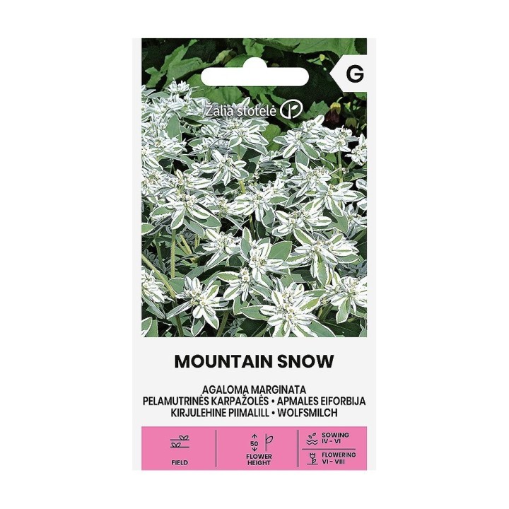 Euforbia, Mountain Snow - Semillas