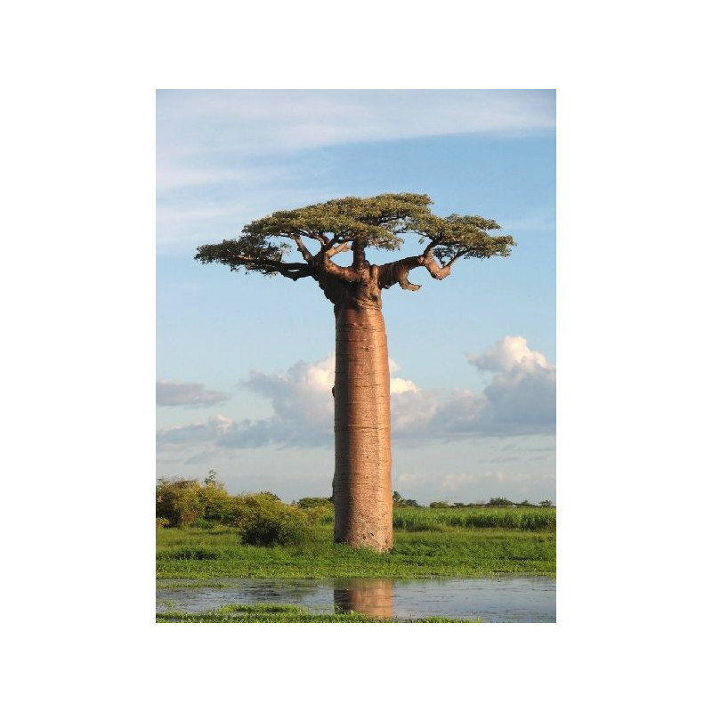 Baobab grandidieri