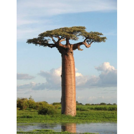 Baobab grandidieri