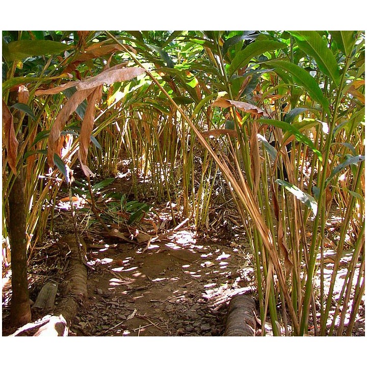 Cardamomo - 1 PLANTA