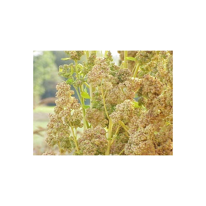 Quinoa