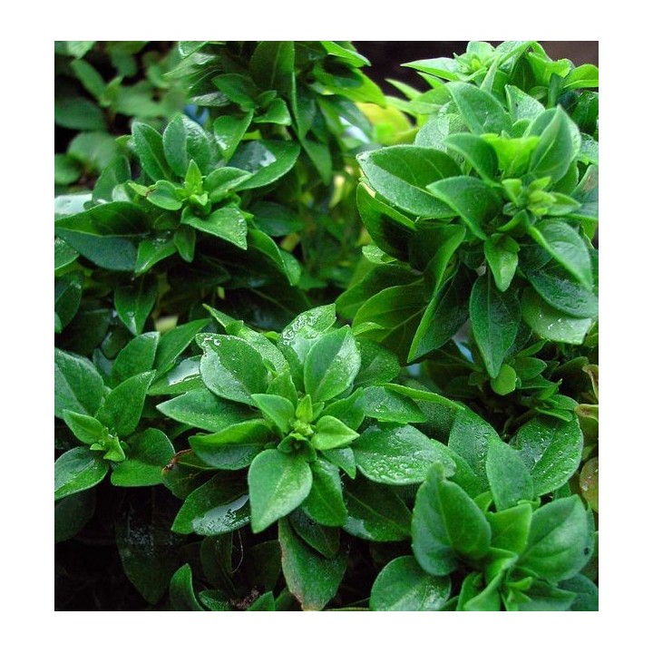 Albahaca hoja fina