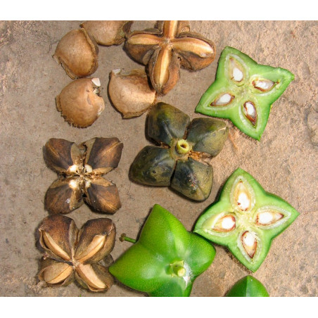 Maní del Inca o Sacha inchi - Sobre 3 semillas