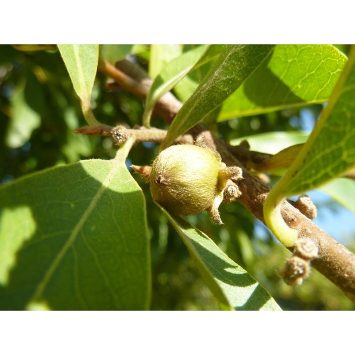 Plantas de ebano africano Diospyros mespiliformis madera sudafrica