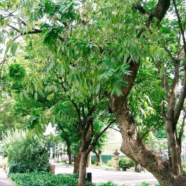 semillas arbol del jabon sapindus mukorossi saponina