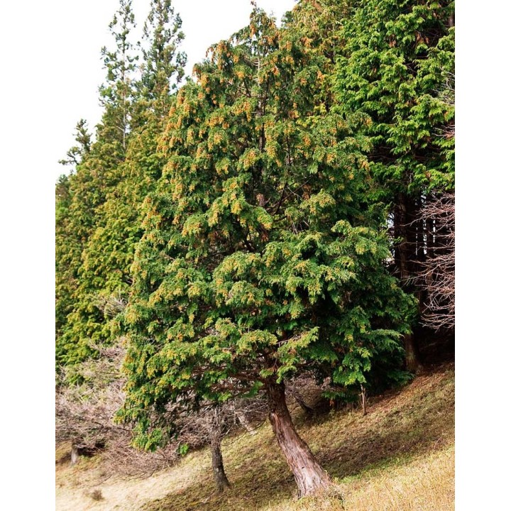 semillas estratificadas de cipres de hinoki Chamaecyparis obtusa