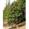 Hinoki Cypress - +100 semillas estratificadas