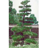 Pino negro Japonés / Pinus Thunbergii - Sobre 15 semillas