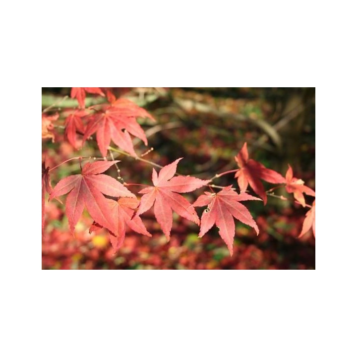 Acer palmatum Japonés - Sobre 20 semillas