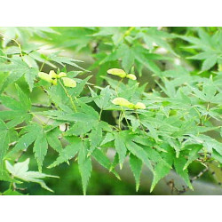 Acer palmatum Japonés - Sobre 20 semillas