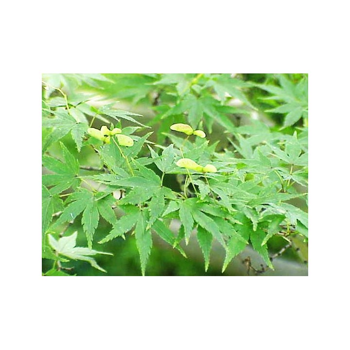 Acer palmatum Japonés - Sobre 20 semillas