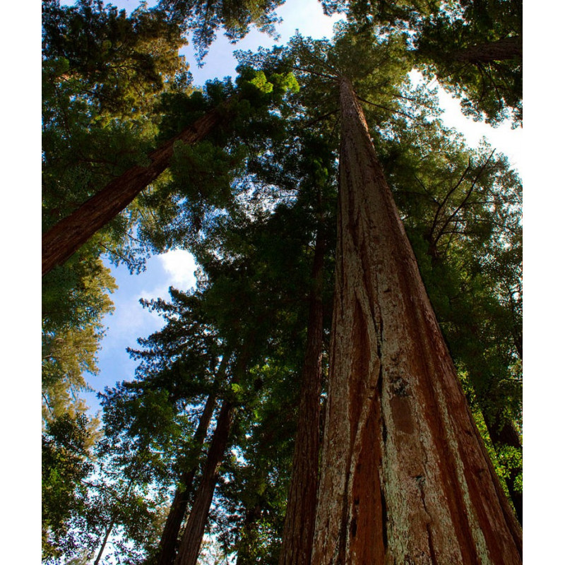 semillas de Sequoia sempervirens