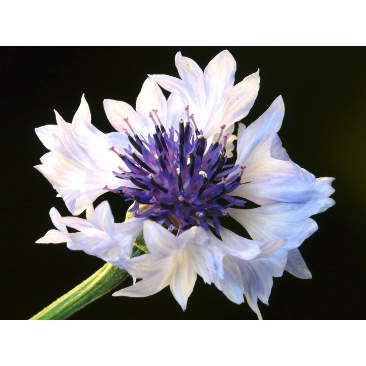 Azulejo blanco centaurea cyanus semillas flores blancas