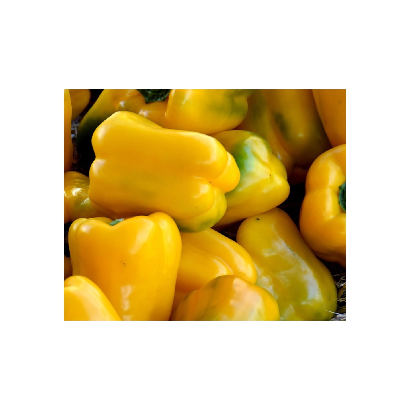 pimiento amarillo monster semillas pepper capsicum sweet yellow