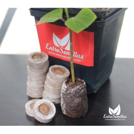 jiffy peat pellets peles para sembrar semillas 44 mm discos