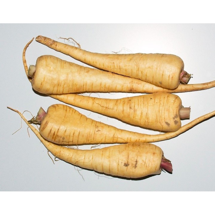 semillas chirivia pastinaca sativa hortalizas de raiz