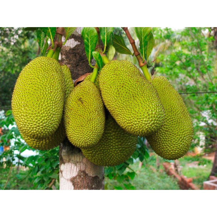 Planta de Jackfruit, Artocarpus heterophyllus, plantas a la venta