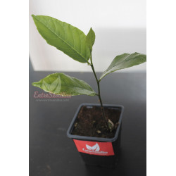 Jackfruit - 1 planta
