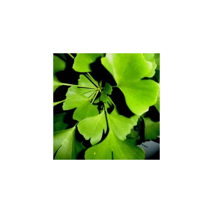 Ginkgo biloba