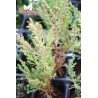 Sequoya gigante - 1 planta