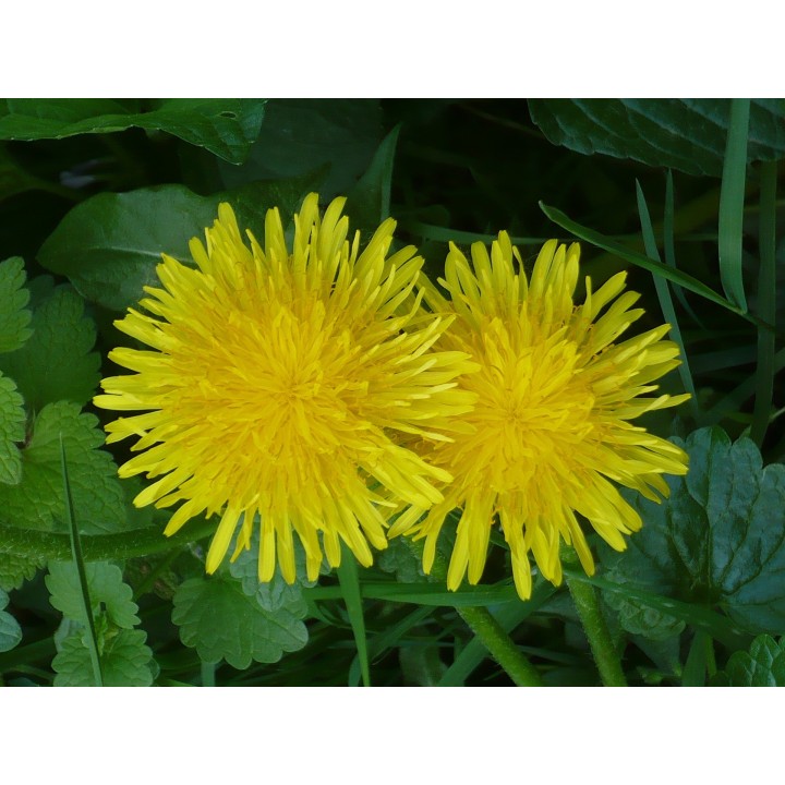 semillas de diente de león Taraxacum officinale planta medicinal