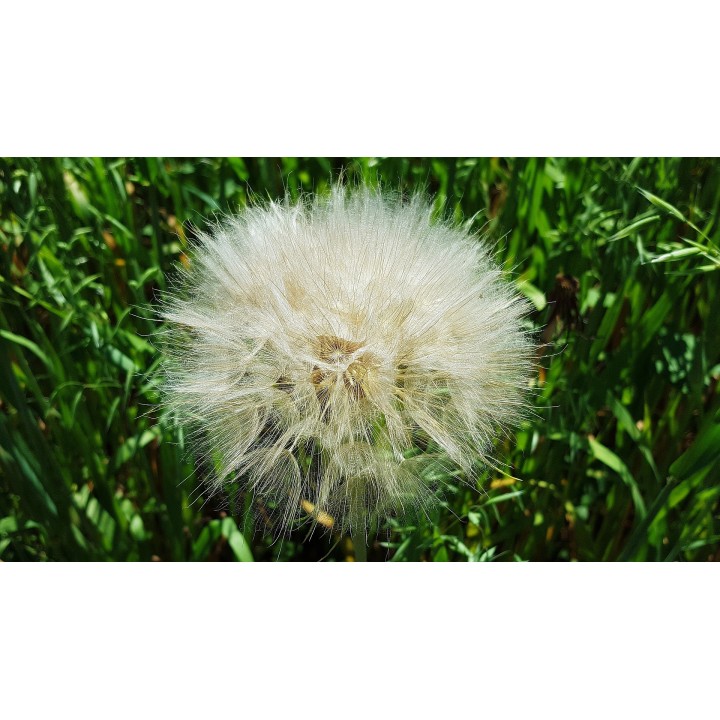 semillas de diente de león Taraxacum officinale planta medicinal