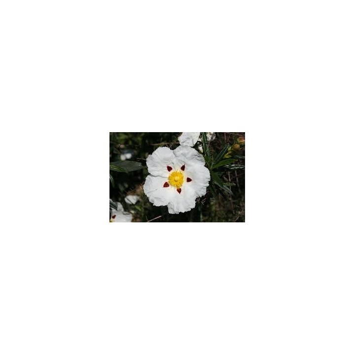 Semillas de jara pringosa cistus ladanifer flor blanca grande planta