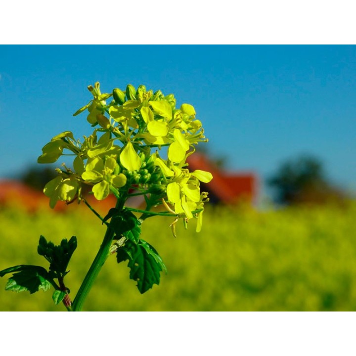 semillas de mostaza blanca sinapis alba planta culinaria condimento