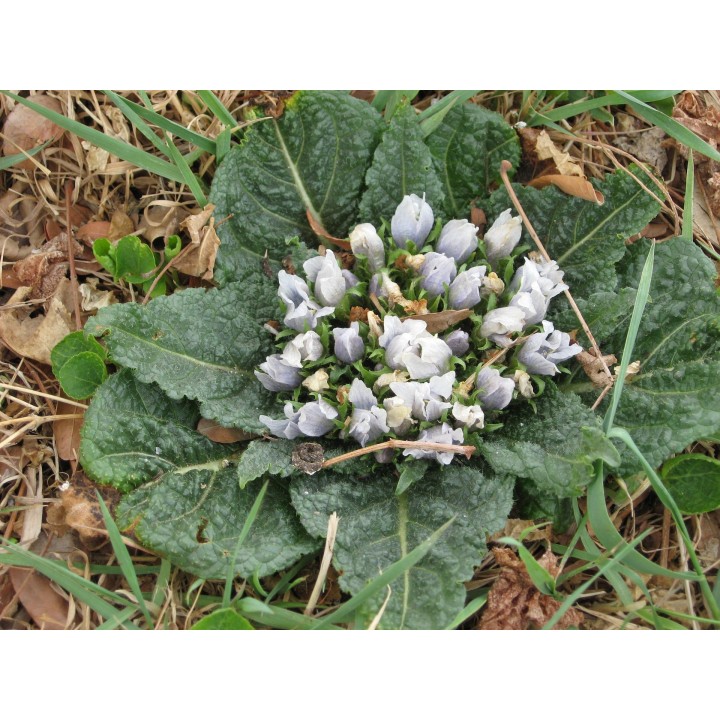 Semillas de mandrágora, mandragora autumnalis rara planta medicinal
