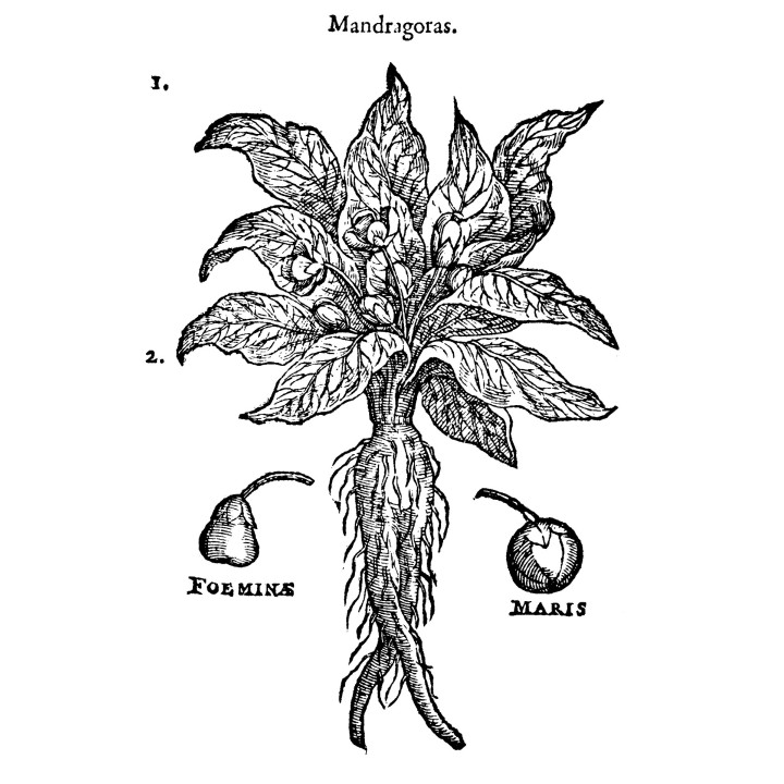 Semillas de mandrágora, mandragora autumnalis rara planta medicinal