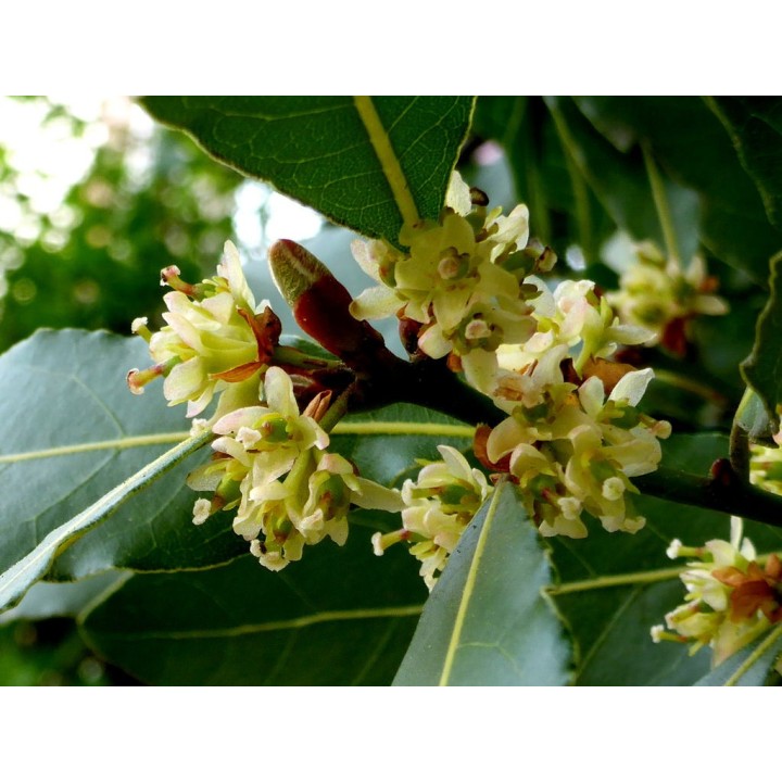 semillas de laurel laurus nobilis arból aromático culinario hojas