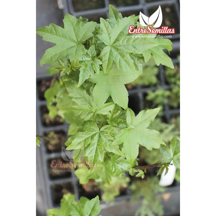 semillas liquidambar americano styraciflua arbol america