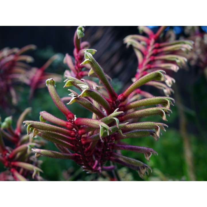 planta de pata de canguro Anigozanthos australiana rara