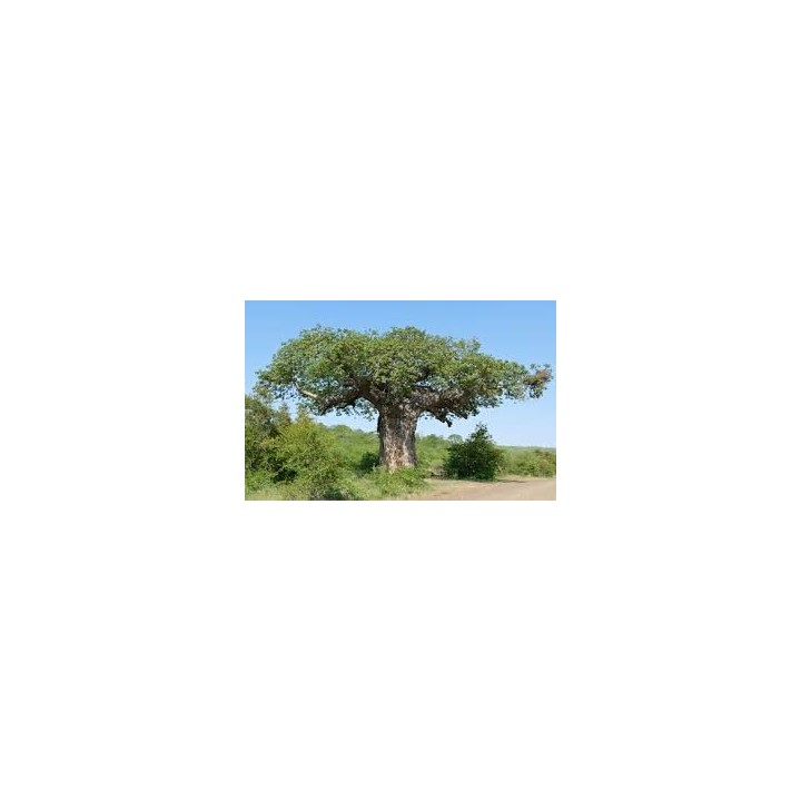 Planta de Baobab (Adansonia digitata)