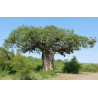 Baobab - 1 planta