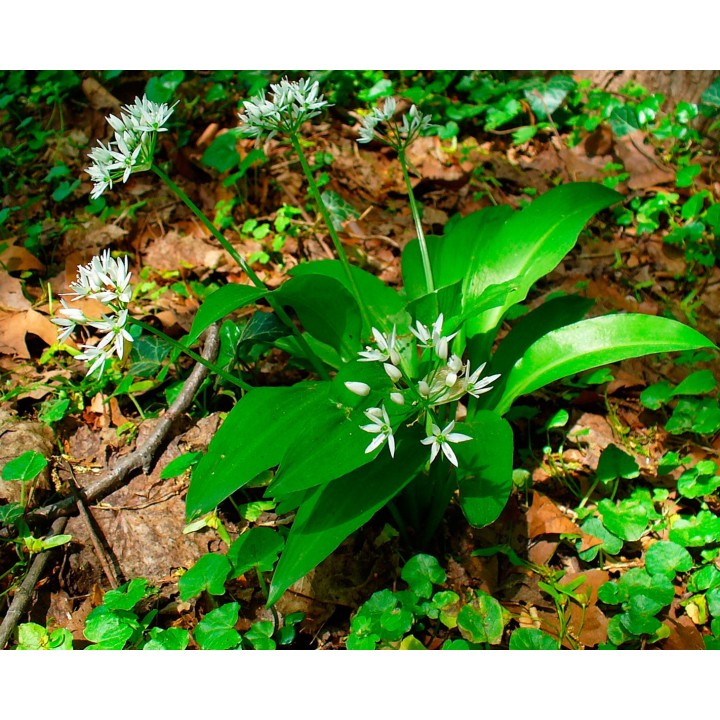 semillas de allium ursinum ajo de oso