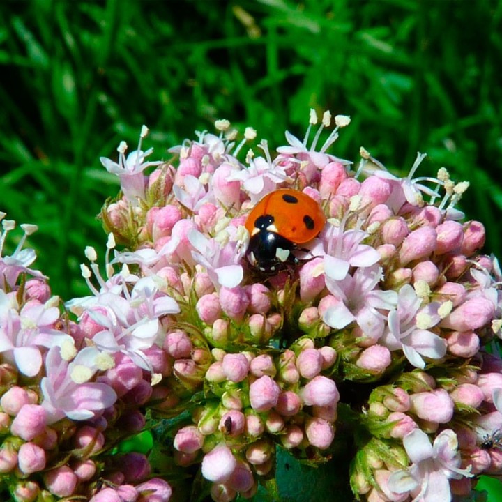 Semillas de Valeriana officinalis medicinal | Semillas de plantas medicinales
